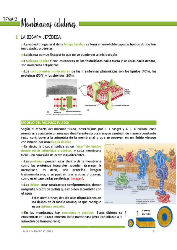 Miniatura del documento Tema-2-Membranas-celulares-pdf.pdf