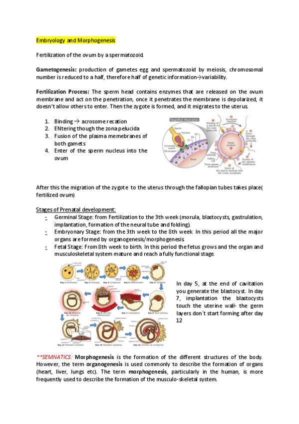 Miniatura del documento NOTES-tissue-1st-MIDTERM.pdf