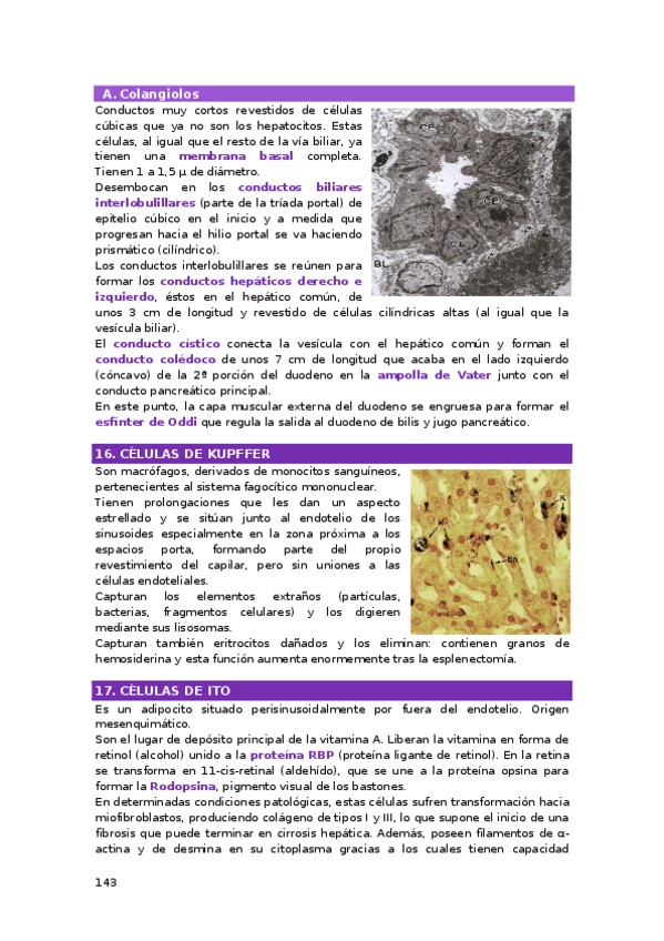 Miniatura del documento TEMA-14.4.-APARATO-DIGESTIVO-4.docx