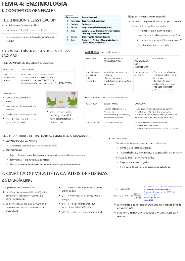 Miniatura del documento TEMA-4-ENZIMOLOGIA.pdf