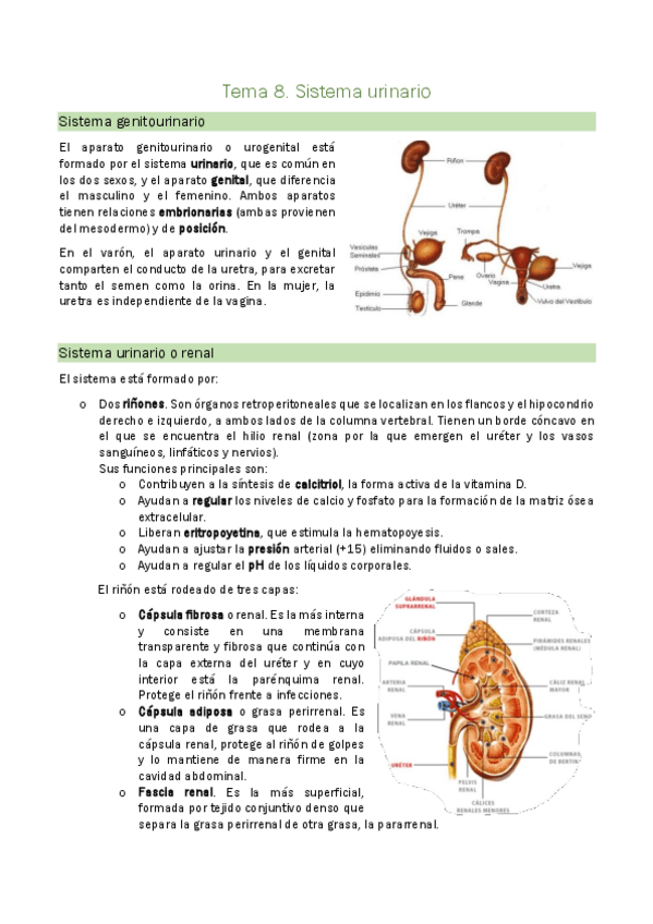 Miniatura del documento Tema-8.-Sistema-urinario.pdf