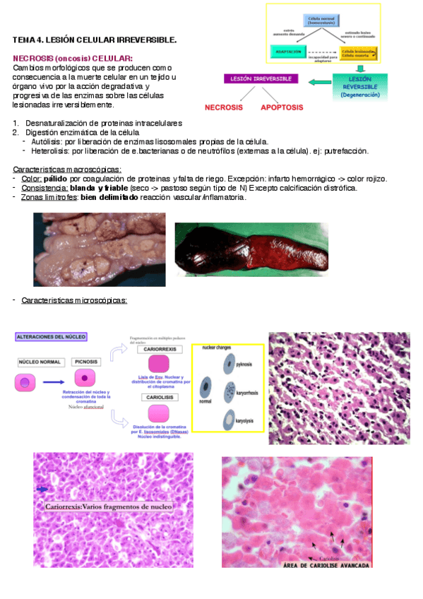 Miniatura del documento T4.Muerte-celular..pdf