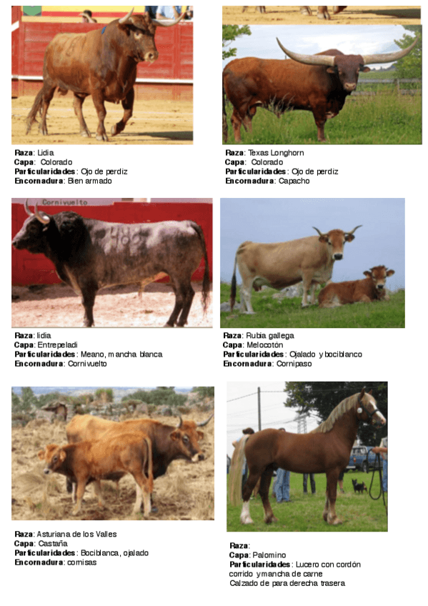 Miniatura del documento Etno-fotos-todo-examen.pdf