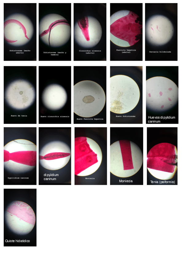 Miniatura del documento P.Parasitologia2-FOTOS.pdf