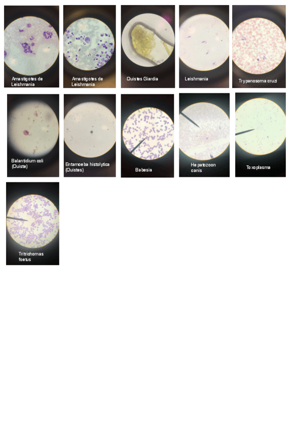 Miniatura del documento P.-Parasitologia-3-FOTOS.pdf
