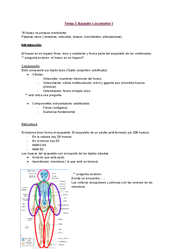 Miniatura del documento T2-Aparato-locomotor-I.pdf