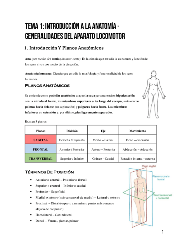Miniatura del documento Anatomia-MMSS-y-MMI.pdf
