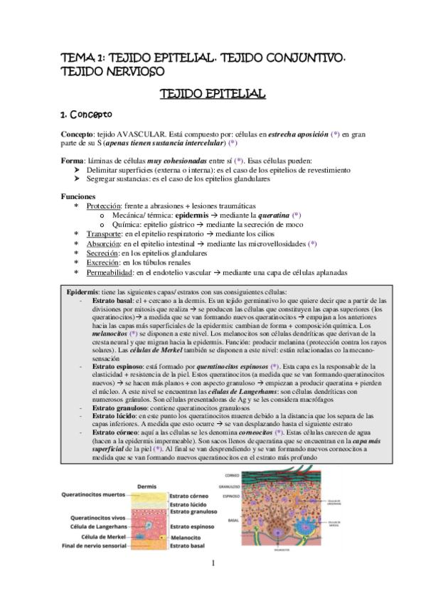 Miniatura del documento Todo histo con test contestadas.pdf