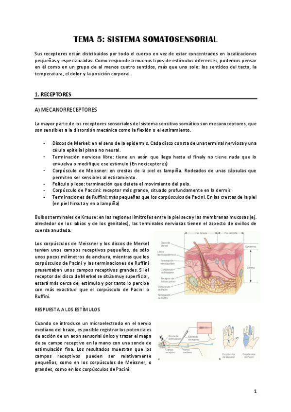 Miniatura del documento TEMA-5-sist-somato-y-nocicep-2023-24.pdf