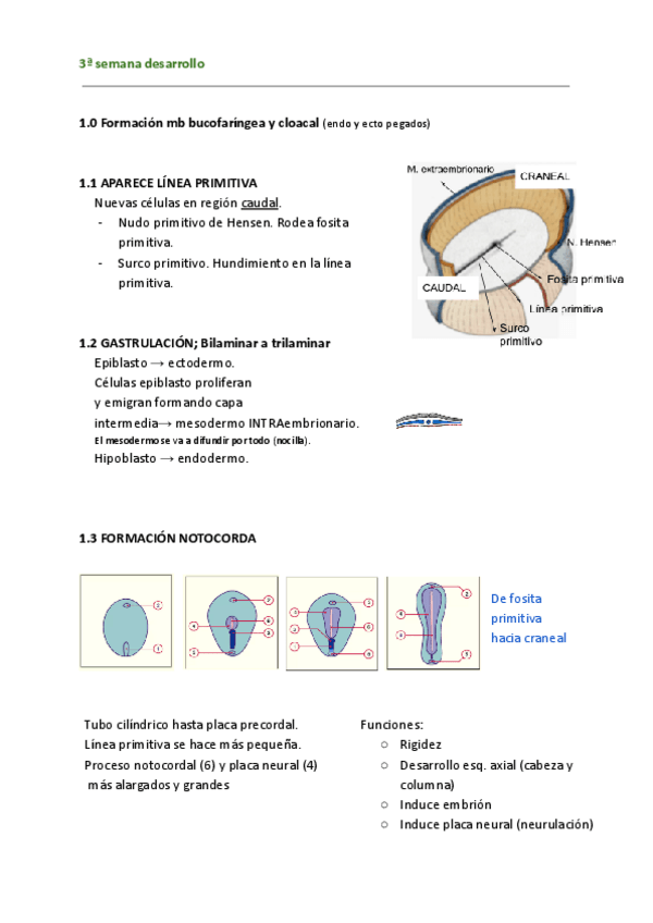 Miniatura del documento 3a-semana-y-neurulacion- OCT2023.pdf