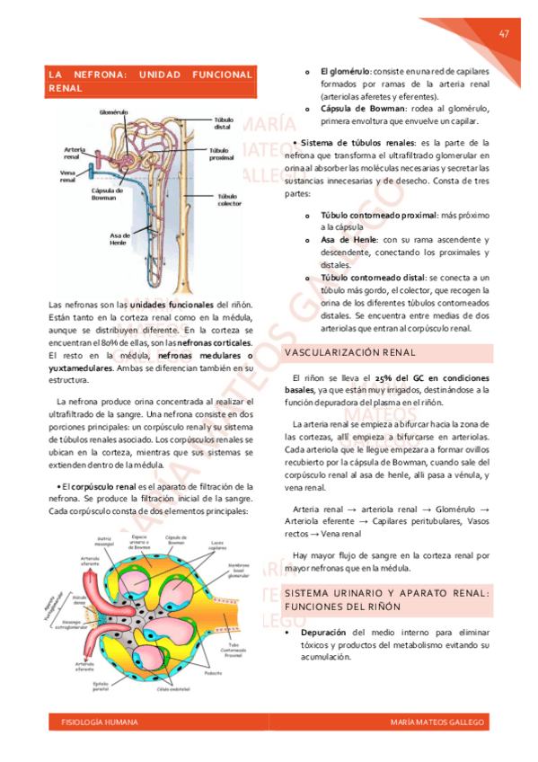 Miniatura del documento parte-2 FISIOLOGIA-HUMANA-apuntes-completos-.pdf