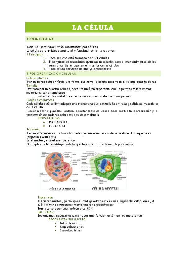 Miniatura del documento APUNTES-TEMA-1-LA-CELULA.pdf
