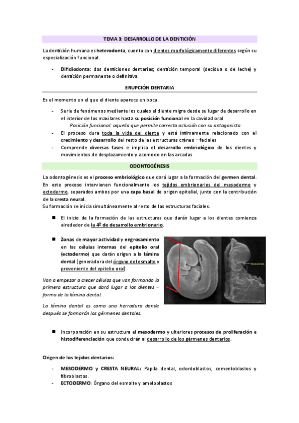 Miniatura del documento TEMA-3-DESARROLLO-DE-LA-DENTICION.pdf