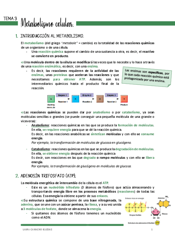 Miniatura del documento TEMA-3-METABOLISMO-CELULAR.pdf