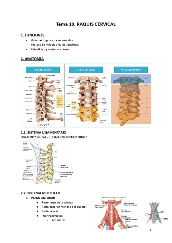 Miniatura del documento Terapia-Manual-II-T10..pdf