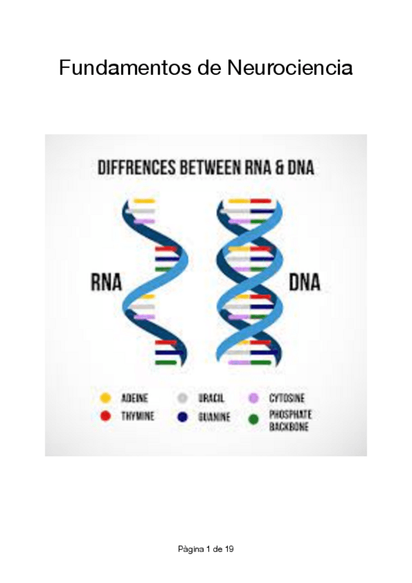 Miniatura del documento cuaderno-de-practicas-neuro.pdf
