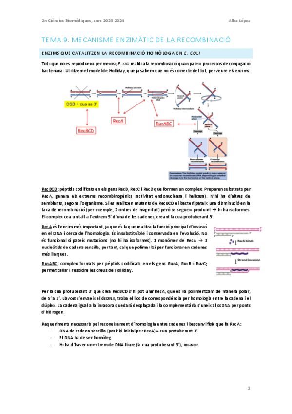 Miniatura del documento Tema-9.-Recombinacio-II.pdf