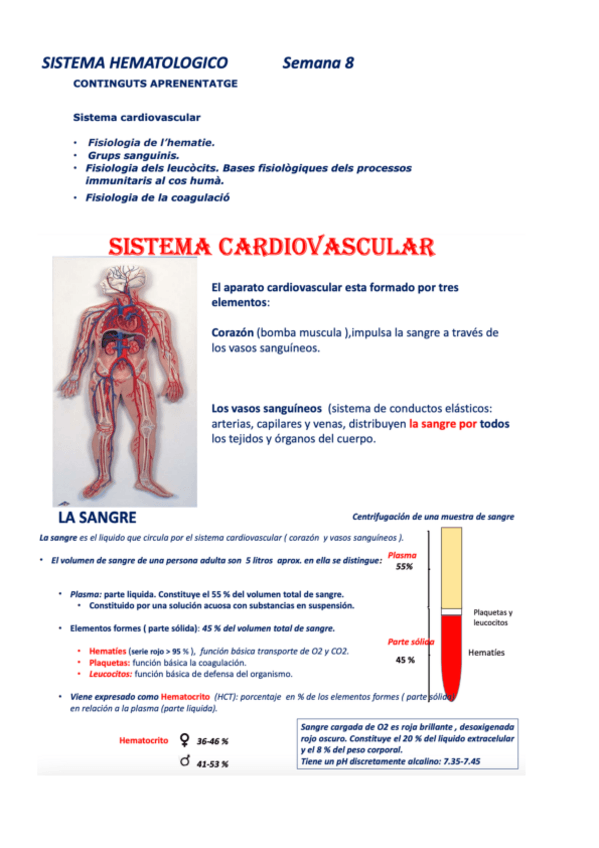 Miniatura del documento apunts-anatomia-2.2.pdf