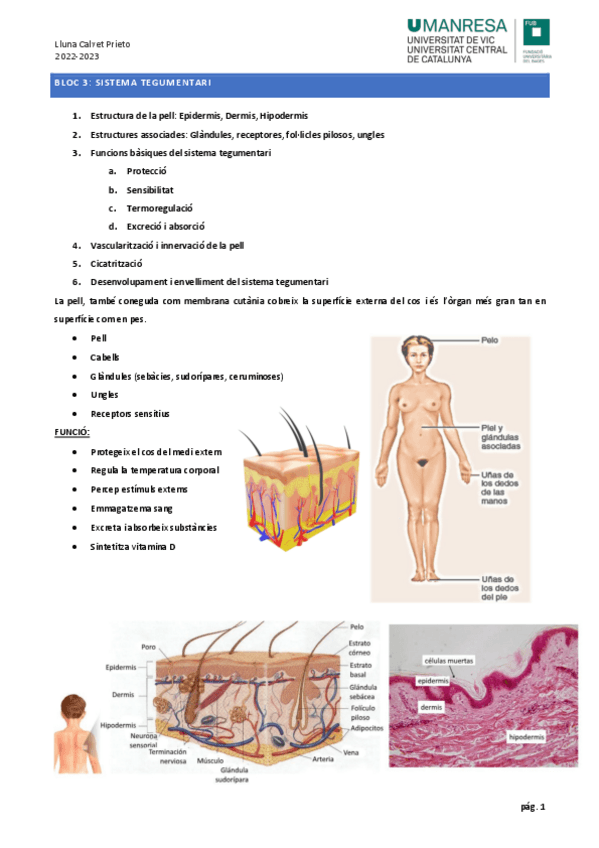 Miniatura del documento apunts-anatomia-3.pdf