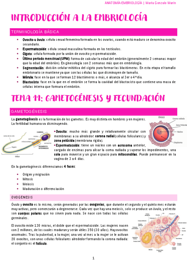 Miniatura del documento anatomia-embriologia-parte-I.pdf