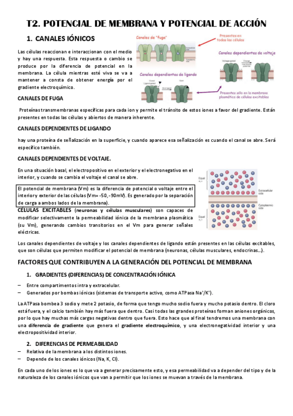 Miniatura del documento T2-POTENCIAL-DE-MEMBRANA.pdf