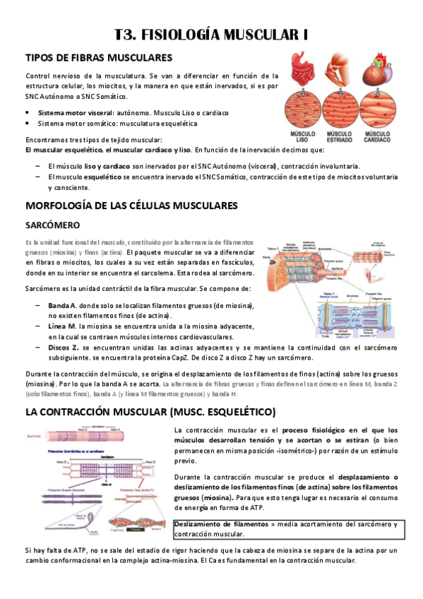 Miniatura del documento T3-MUSCULAR-I.pdf