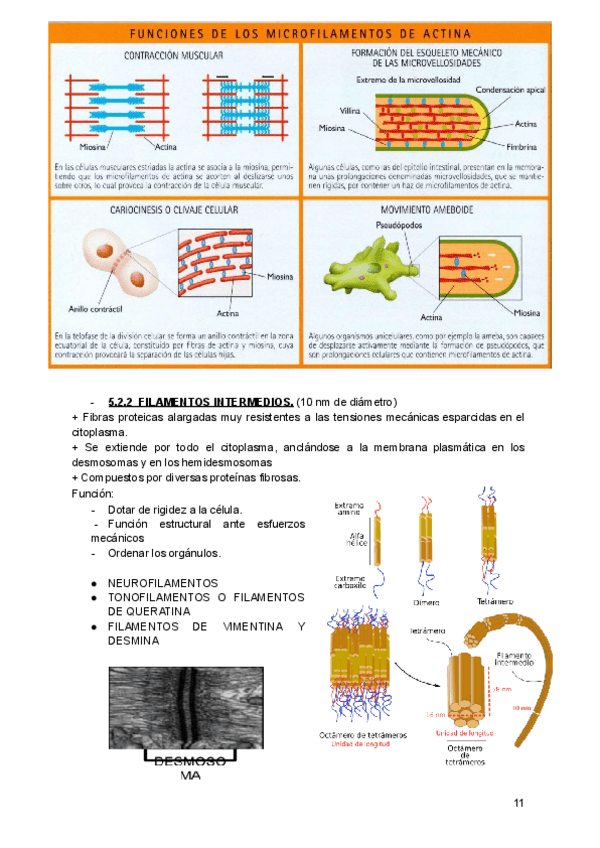 Miniatura del documento ud-2-el-nivel-celular-parte-2-de-5.pdf