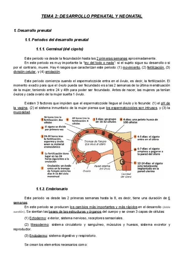 Miniatura del documento Tema-2-Desarrollo-prenatal-y-neonatal.pdf