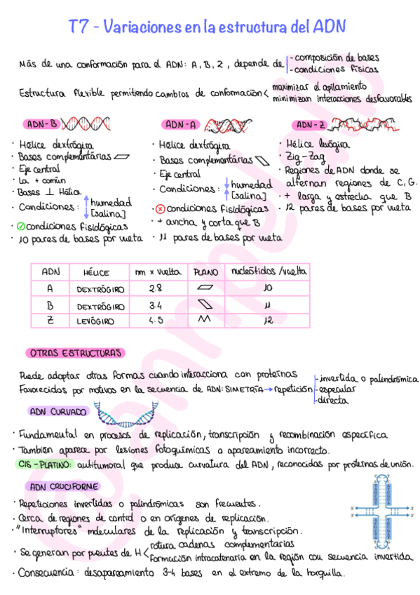 Miniatura del documento T7-Variaciones-en-la-estructura-del-ADN.pdf