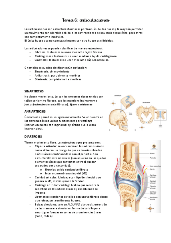Miniatura del documento ANATOMIA-T6-articulaciones.pdf