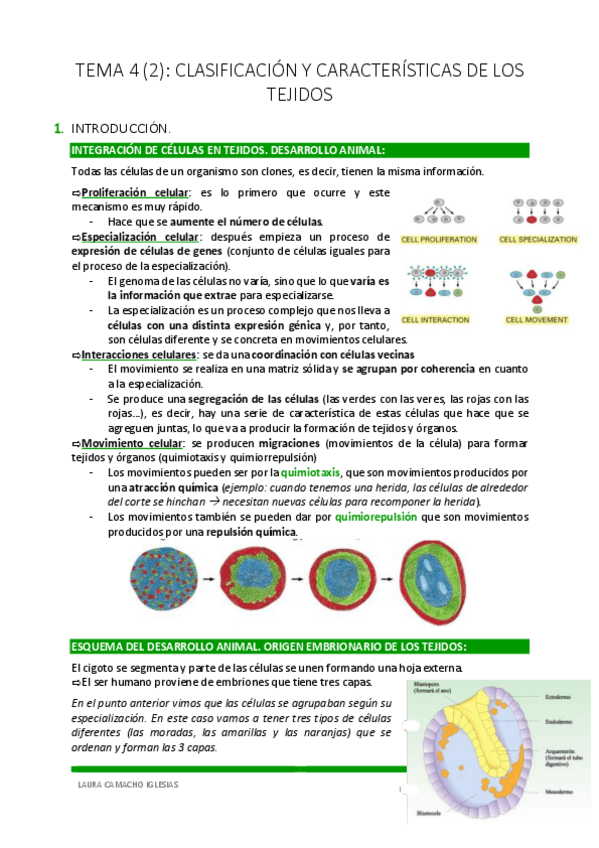 Miniatura del documento TEMA-4-PARTE-2-CLASIFICACION-Y-CARACTERISTICAS-DE-LOS-TEJIDOS.pdf