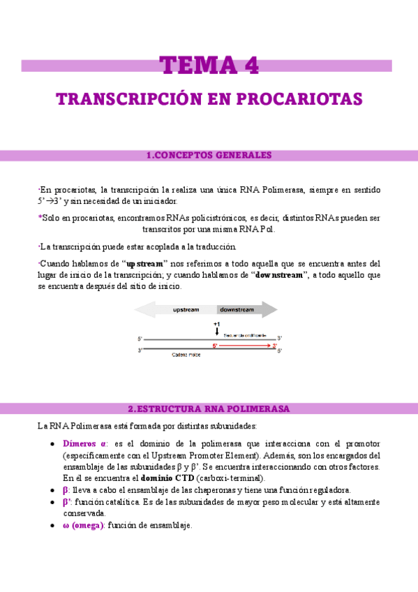 Miniatura del documento TEMA-4.-TRANSCRIPCION-EN-PROCARIOTAS.pdf