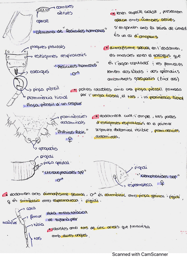 Miniatura del documento Practiques Parasitologia esquema per aprovar.pdf