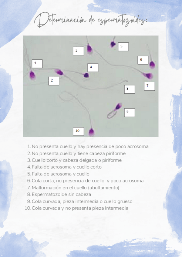 Miniatura del documento Determinacion-de-espermatozoides-ejercicio.pdf