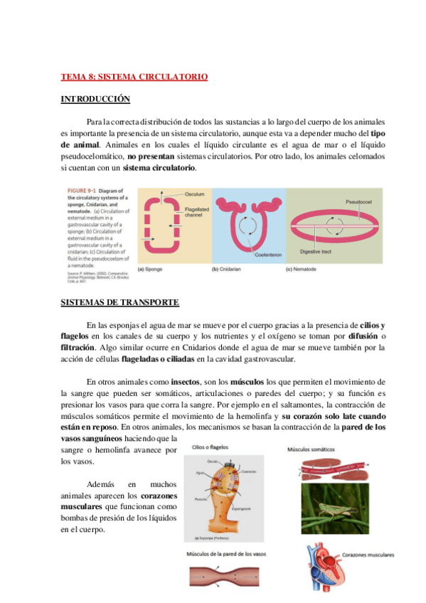 Miniatura del documento AP-FISIO-ANIMAL-COMPARADA-TEMA-8-WH.pdf