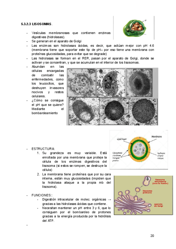 Miniatura del documento ud-2-el-nivel-celular-parte-3-de-5.pdf