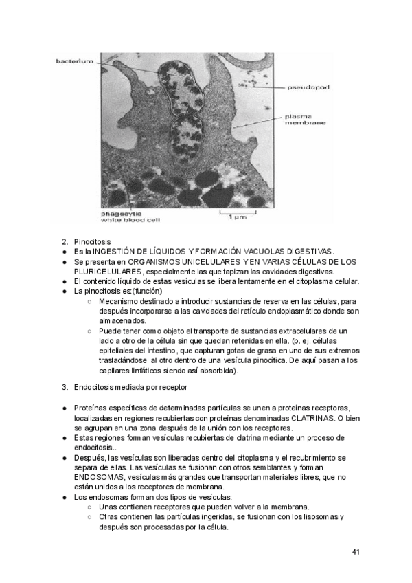 Miniatura del documento ud-2-el-nivel-celular-parte-5-de-5.pdf