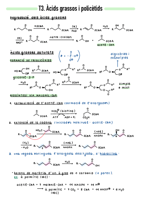 Miniatura del documento T3-Acids-grassos-i-policetids.pdf