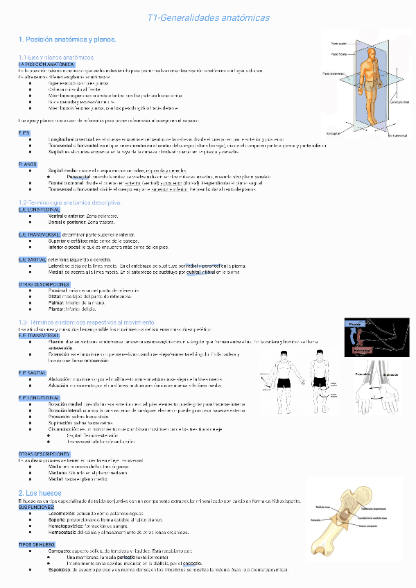 Miniatura del documento T1-Introduccion-a-la-anatomia231018121653.pdf