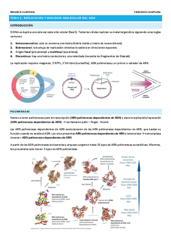 Miniatura del documento TEMA-2-REPLICACION-Y-BIOLOGIA-MOLECULAR-DEL-ADN.pdf