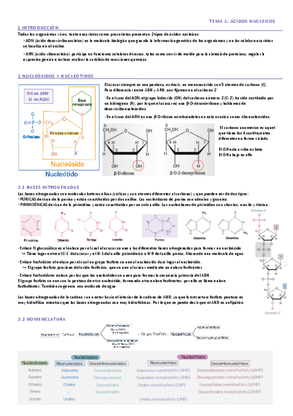 Miniatura del documento T1-Acidos-nucleicos.pdf