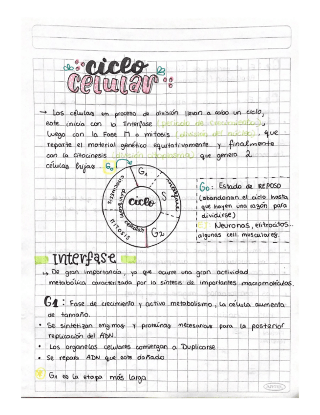 Miniatura del documento Ciclo-celular-Interfase-y-Mitosis-i.pdf