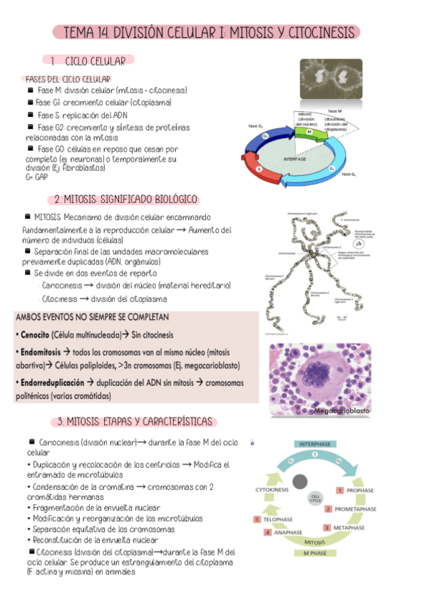 Miniatura del documento TEMA-14.-DIVISION-CELULAR-I-MITOSIS-Y-CITOCINESIS.pdf