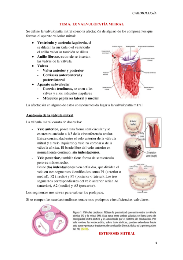 Miniatura del documento Tema-13.-Valvulopatia-mitral.pdf