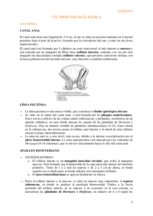 Miniatura del documento T22.-Proctologia-basica.pdf