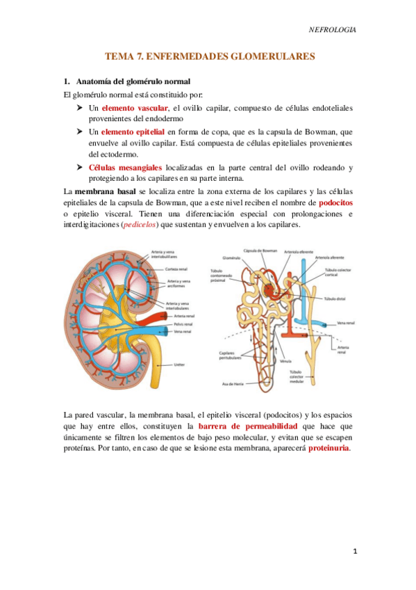Miniatura del documento Tema-7.-Enfermedades-gomerulares-I.pdf