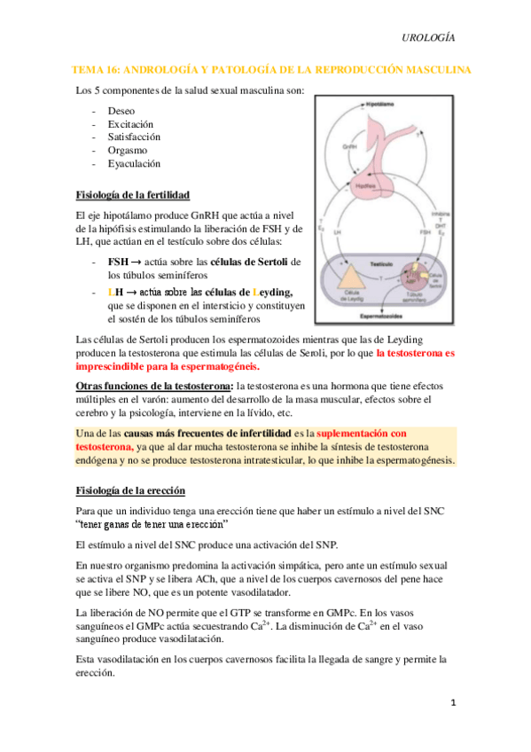 Miniatura del documento Tema-16.-Andrologia.pdf
