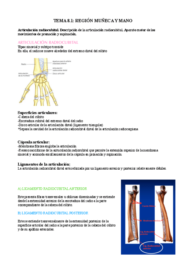 Miniatura del documento TEMA-8.1-anatomia.pdf