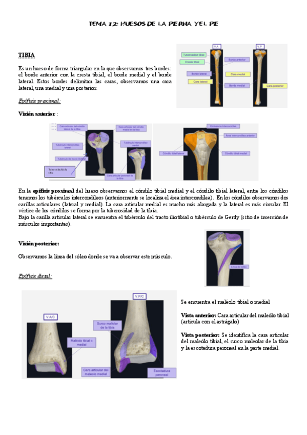 Miniatura del documento tema-12-ANATOMIA.pdf