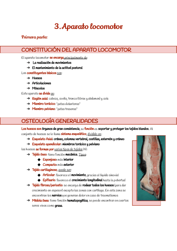 Miniatura del documento 3.-Aparato-locomotor.pdf